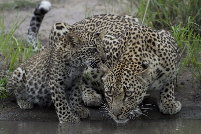 Mother Leopard and cub